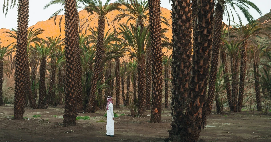 Top 10 Parks in Madina