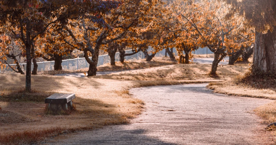 Top 10 Parks in Madina