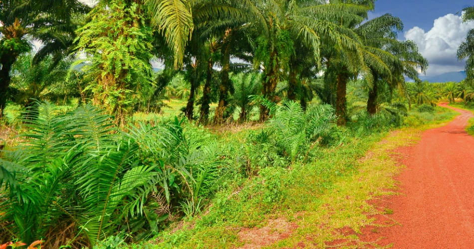 Top 10 Parks in Madina