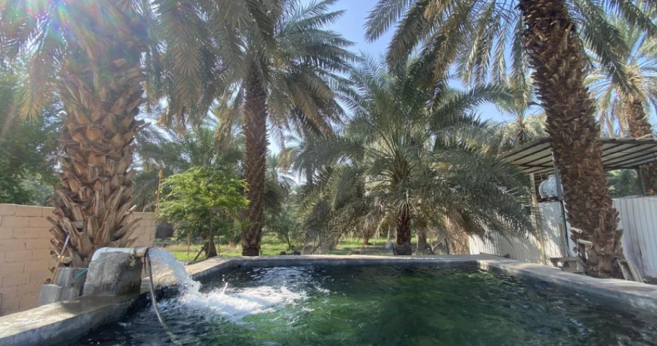 A Complete Guide to the Ethiq Well and Garden
