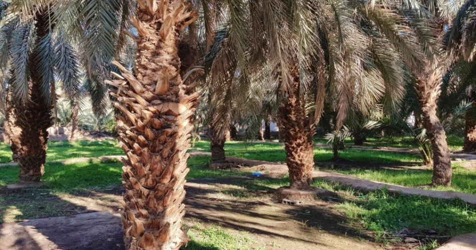 A Complete Guide to the Ethiq Well and Garden